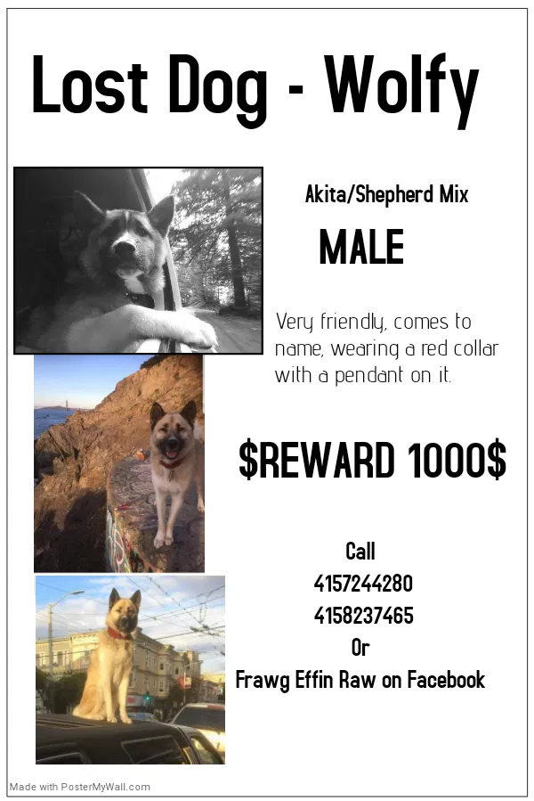 Lost dog in Alameda, CA, 94501