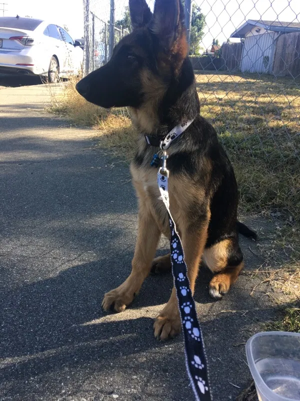 Lost dog in Vallejo, CA, 94589