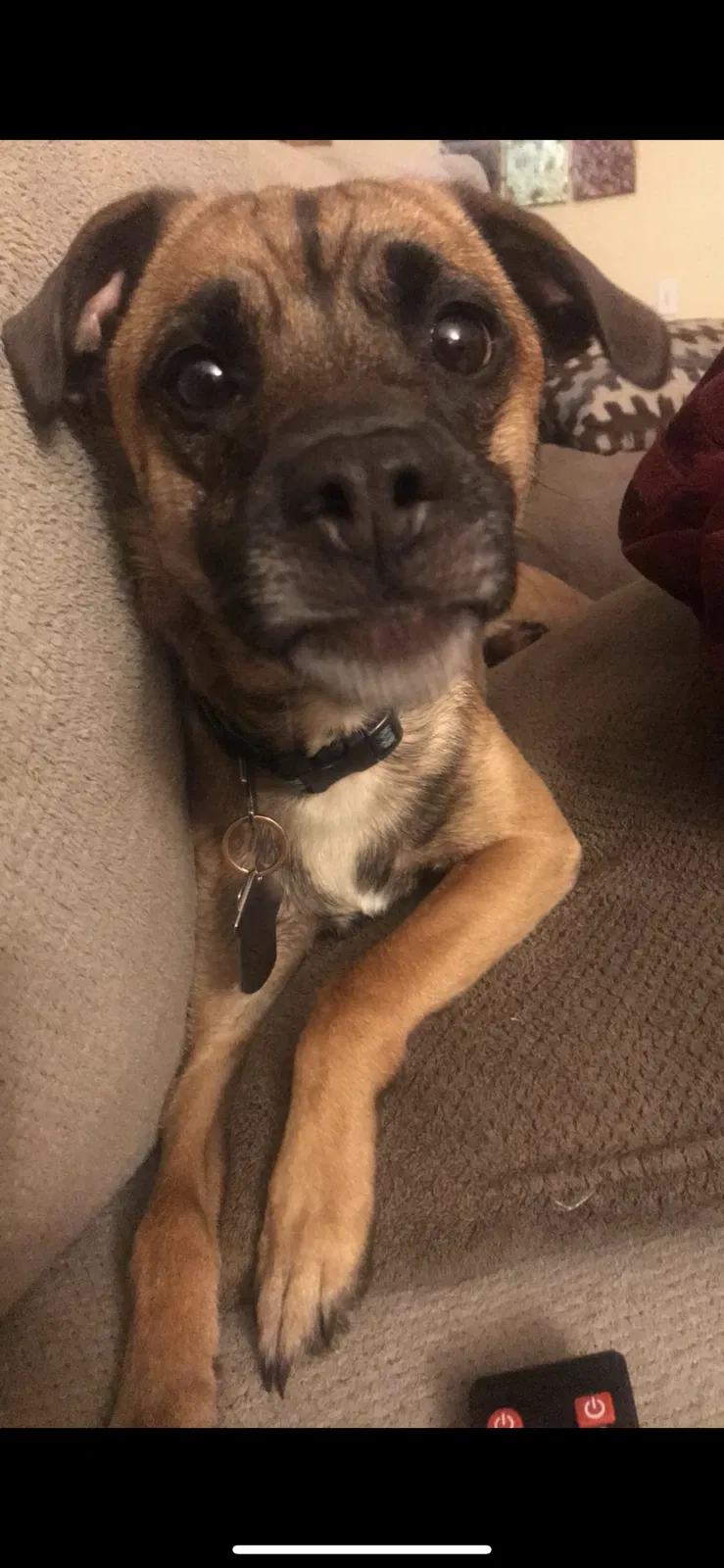 Lost dog in Maumee, OH, 43537