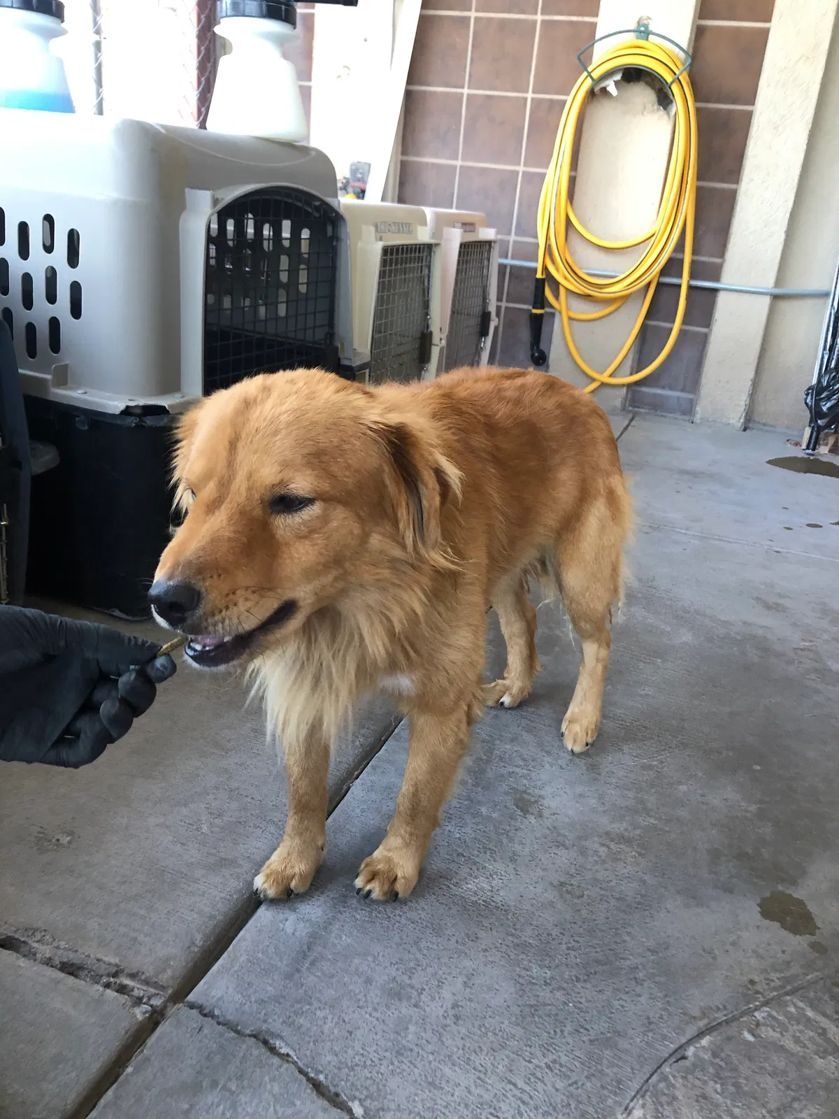Lost dog in Las Cruces, NM, 88011