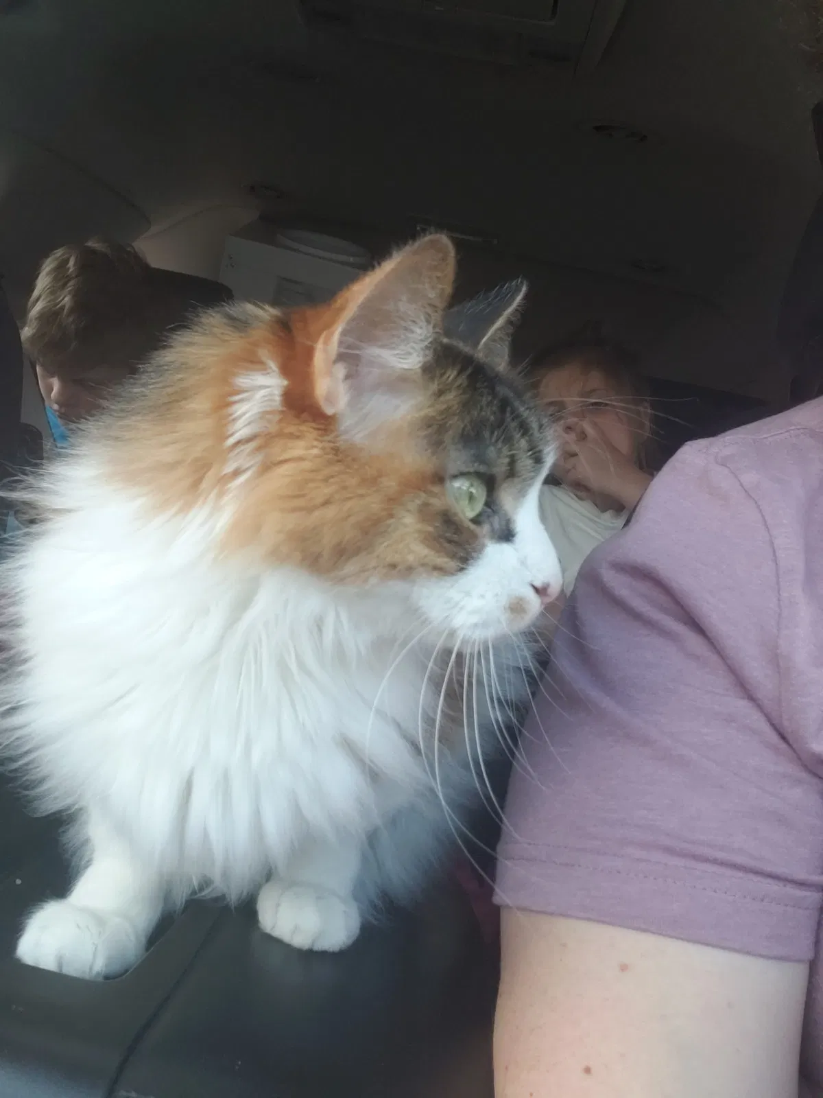 Lost cat in Fort Bragg, NC, 28307