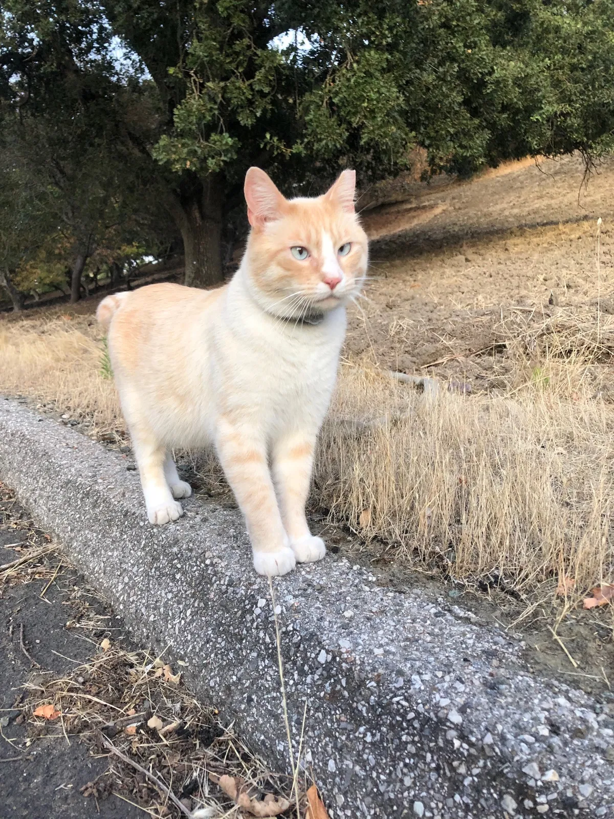 Lost cat in Los Altos, CA, 94022