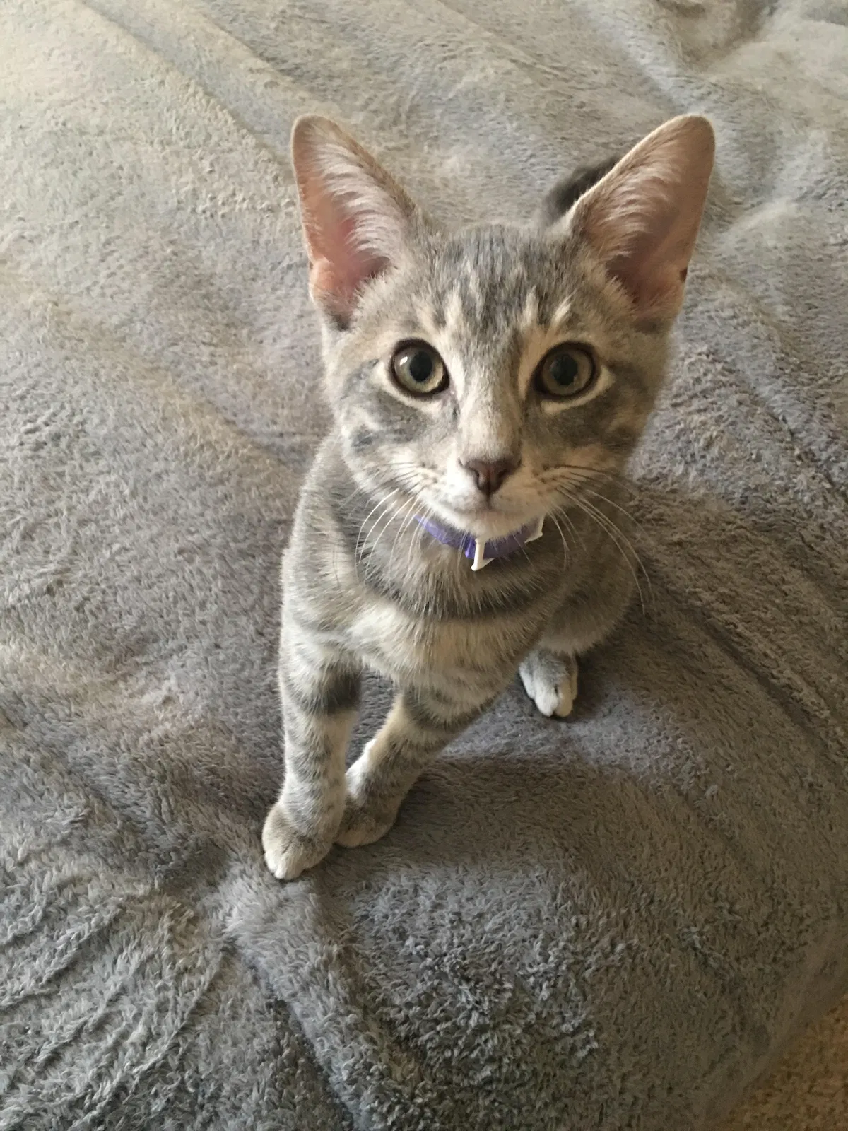 Lost cat in Little Rock, AR, 72223