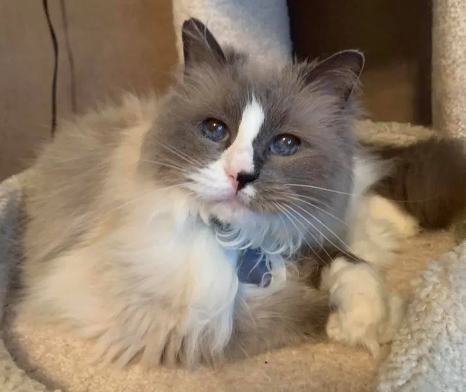 Lost cat in Trenton, NJ, 8629