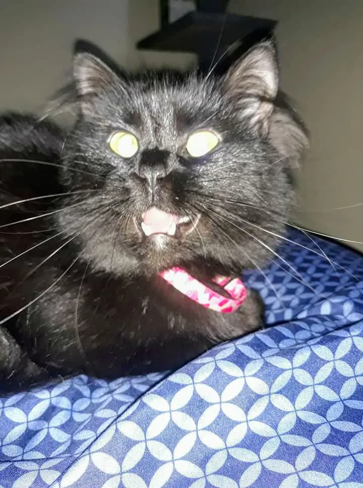 Lost cat in Denver, CO, 80232