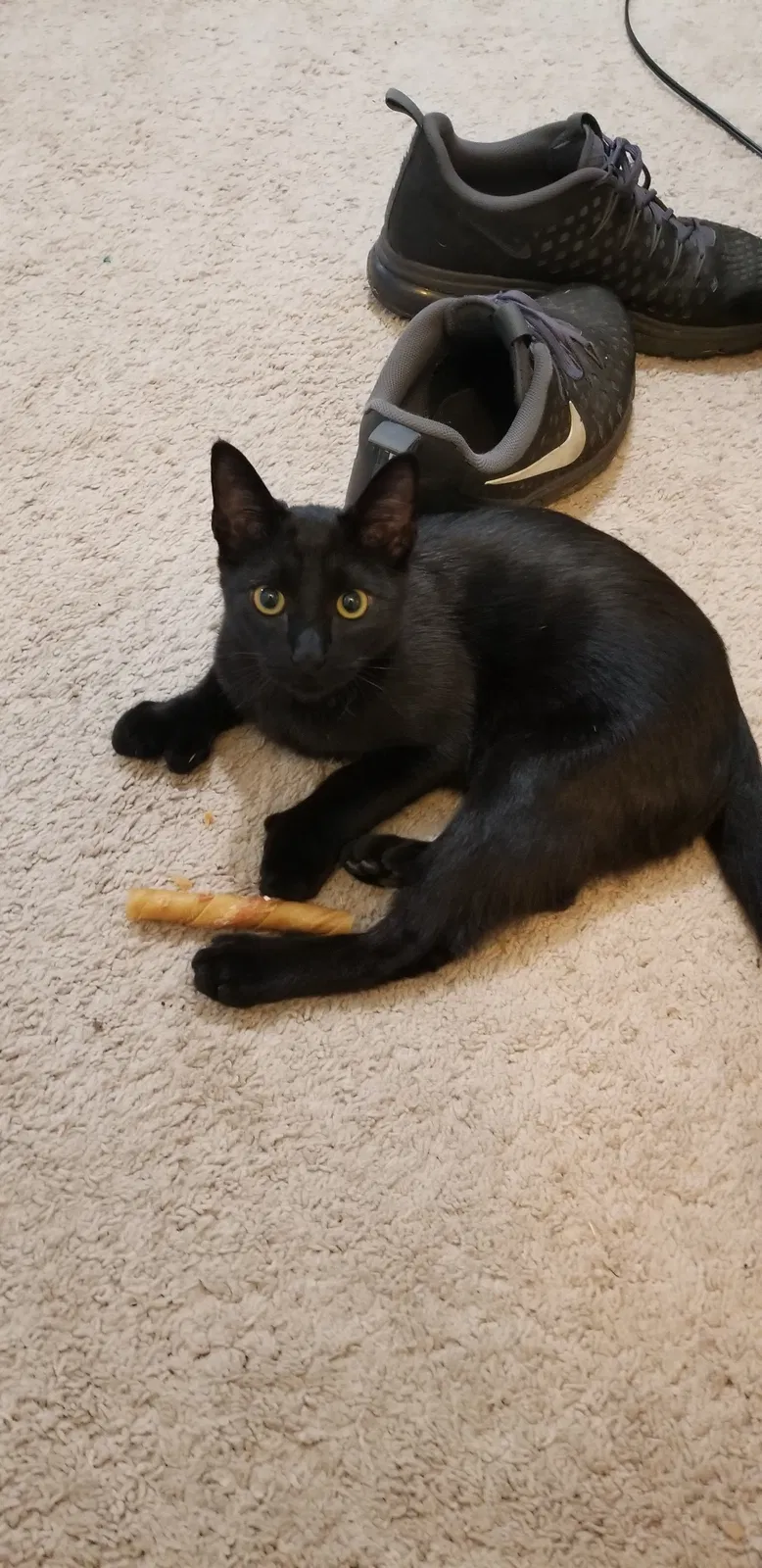 Lost cat in Spokane, WA, 99223