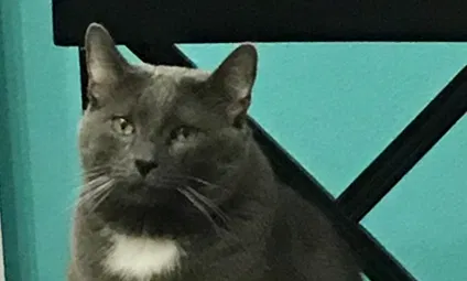Lost cat in Beaumont, CA, 92223