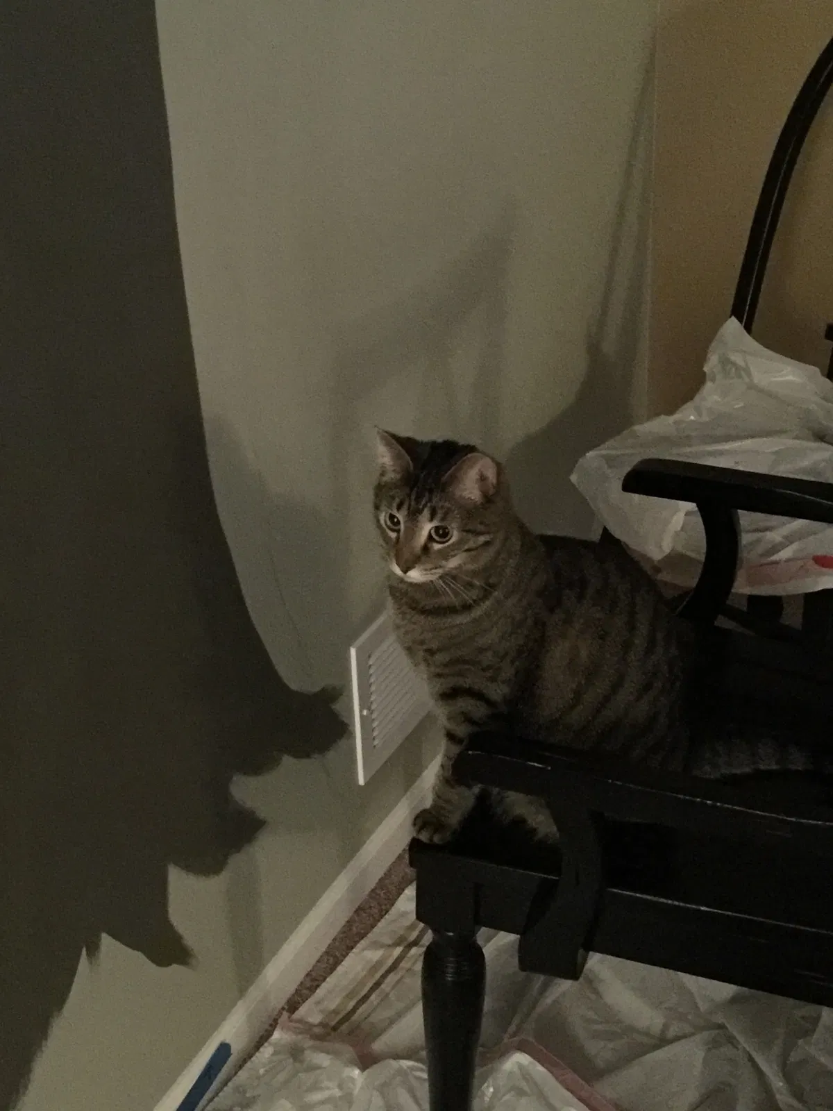 Lost cat in Shorewood, IL, 60404