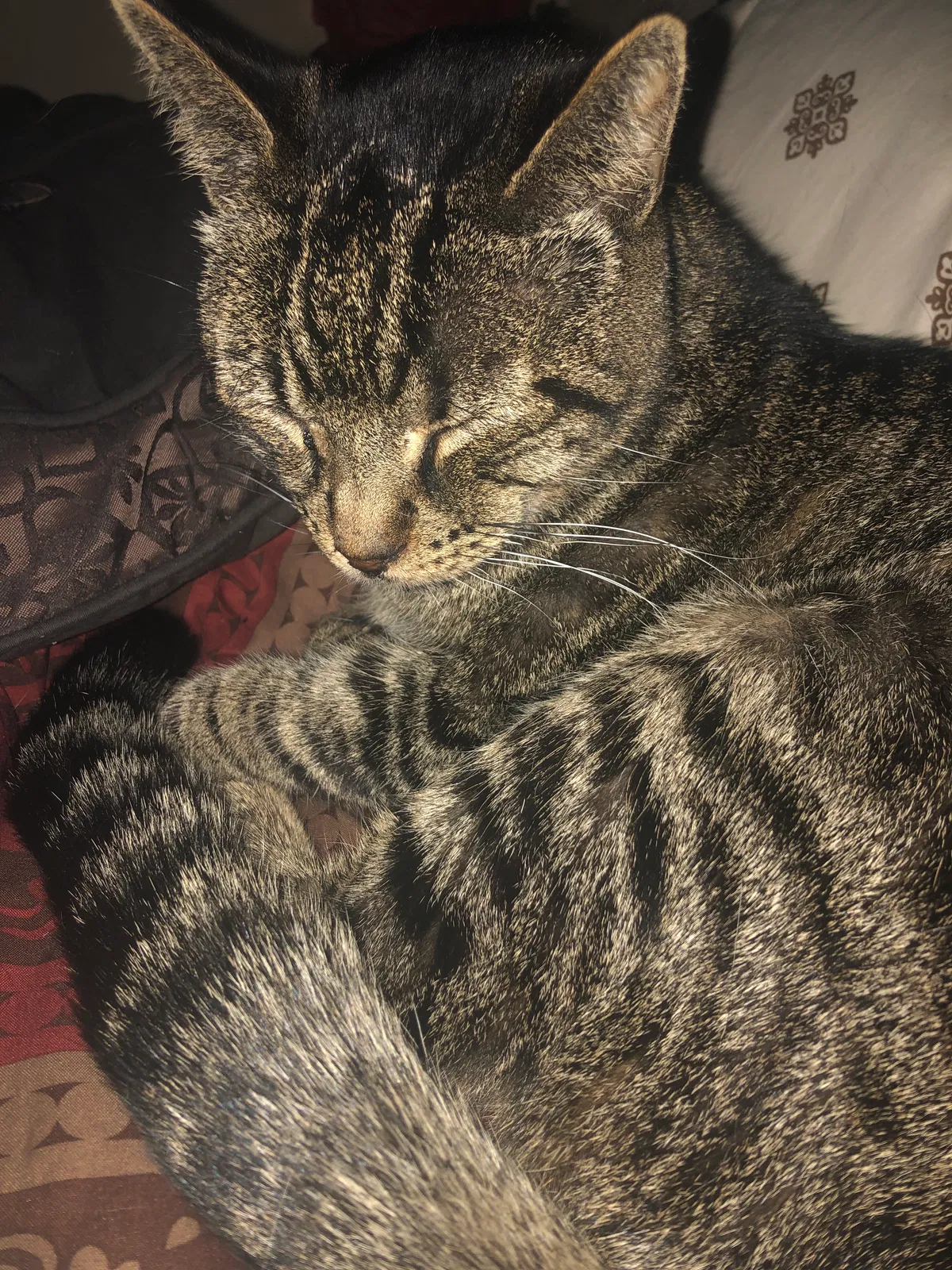 Lost cat in Citrus Heights, CA, 95621