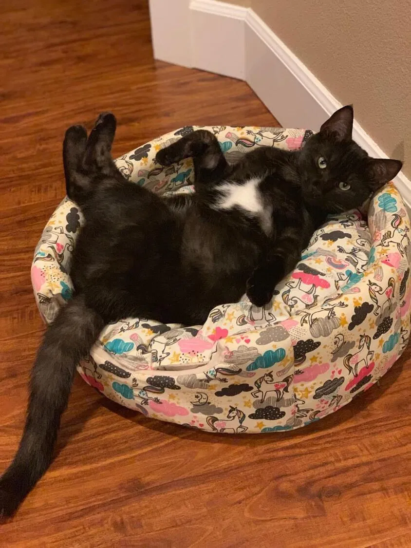 Lost cat in Salem, OR, 97306
