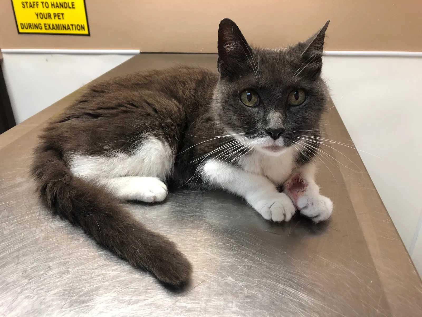 Lost cat in Katy, TX, 77494