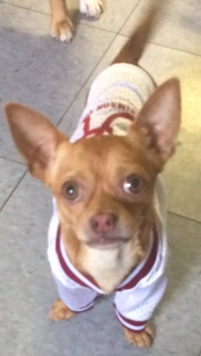 Lost dog in Verbena, AL, 36091