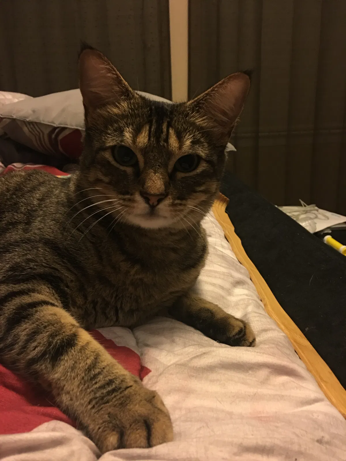Lost cat in Carrollton, TX, 75006