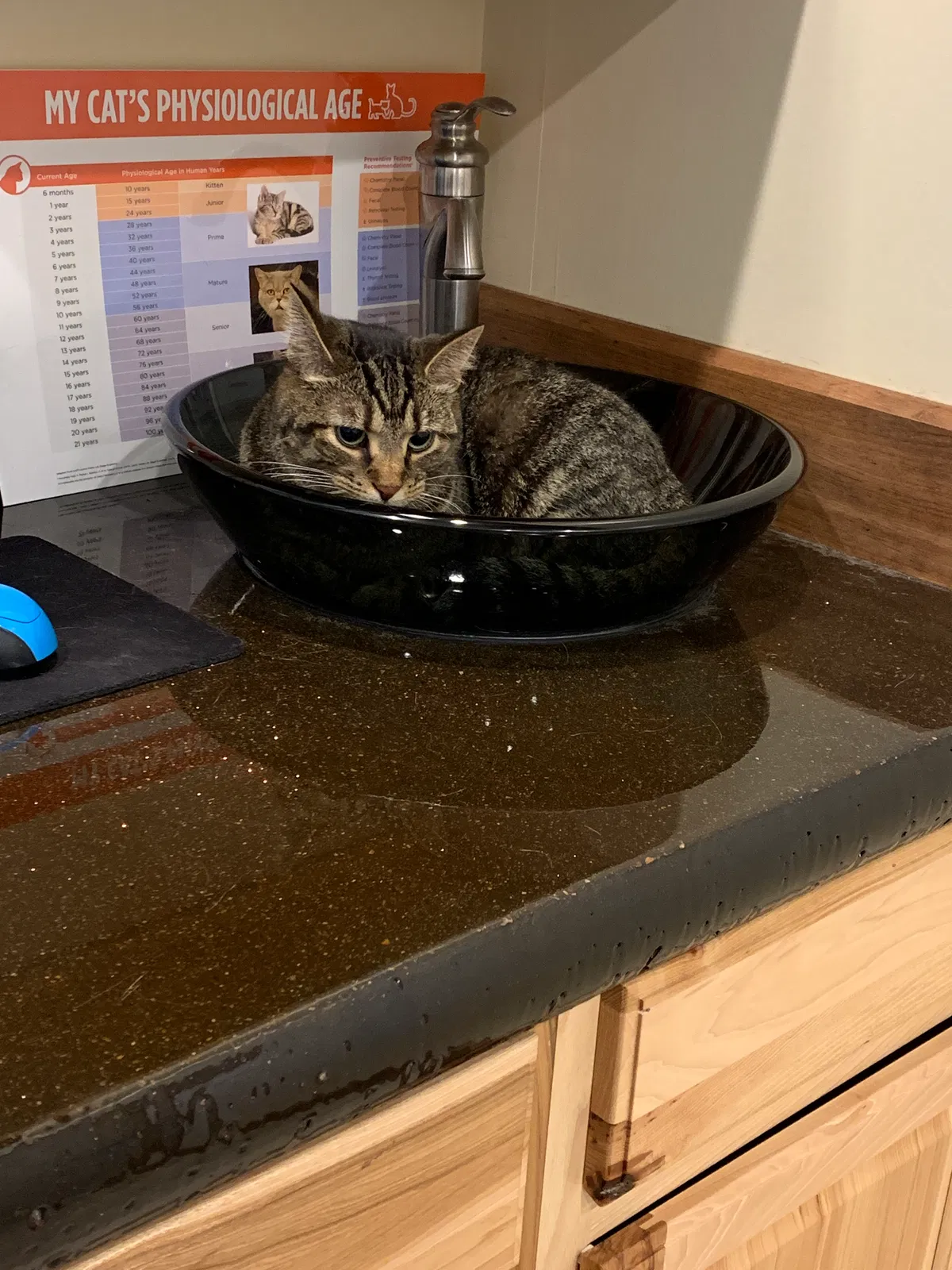 Lost cat in Adams, TN, 37010