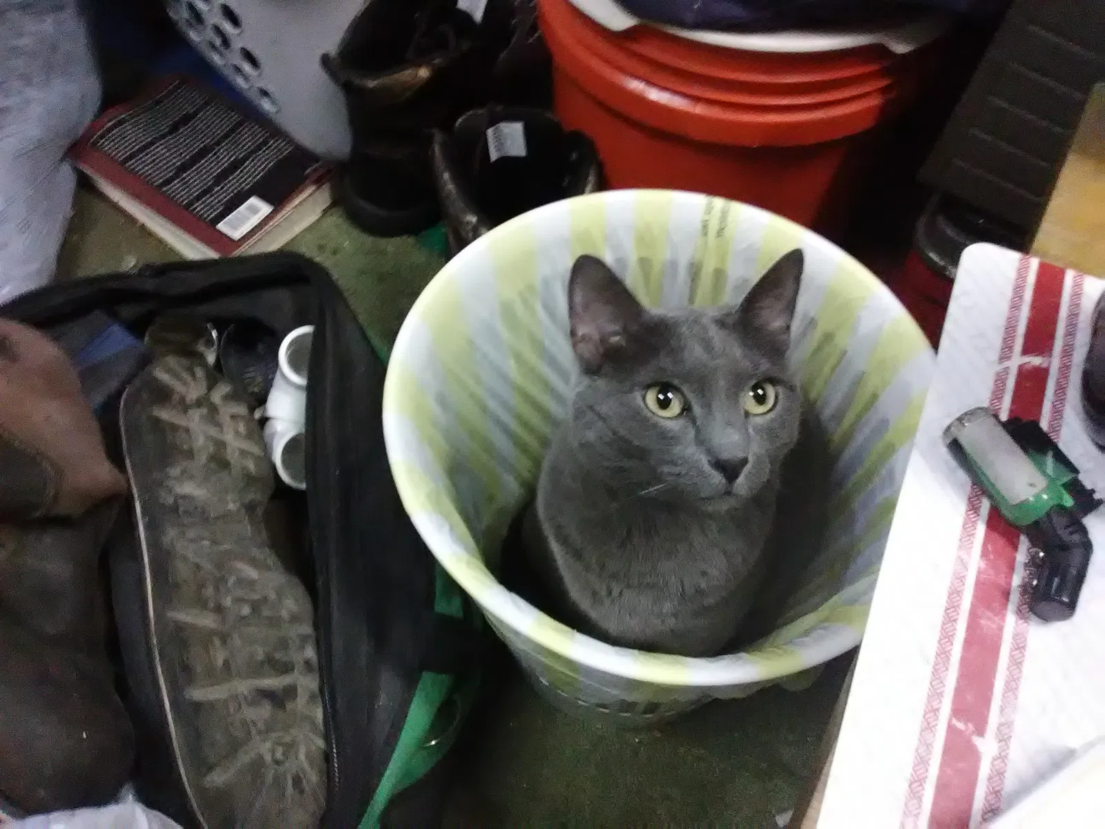 Lost cat in Oklahoma City, OK, 73120