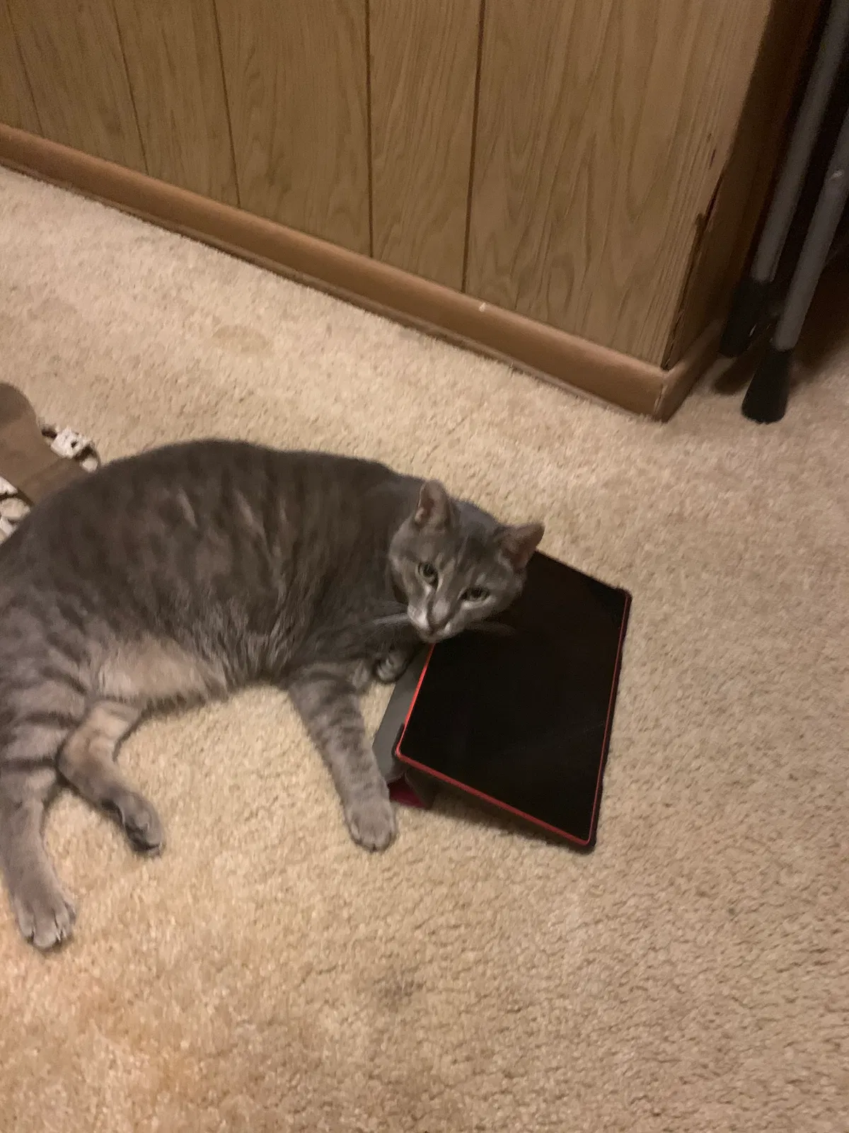 Lost cat in Unknown, FL, 42547