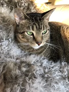 Lost cat in Lake Forest, IL, 60045
