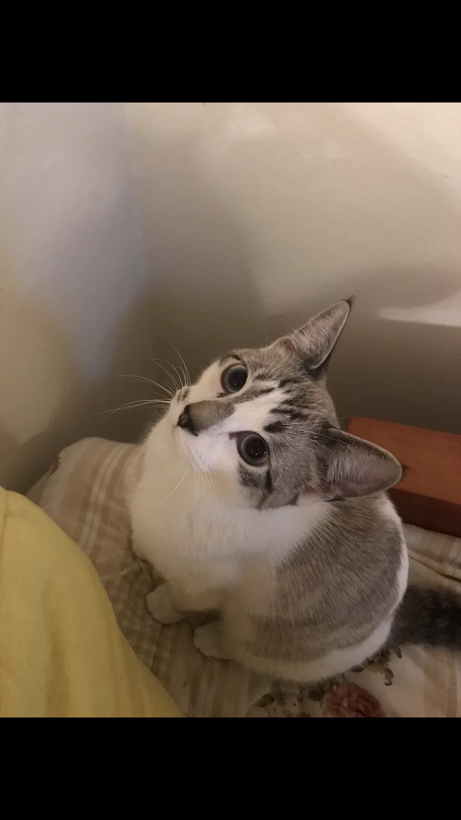 Lost cat in Grover Beach, CA, 93433
