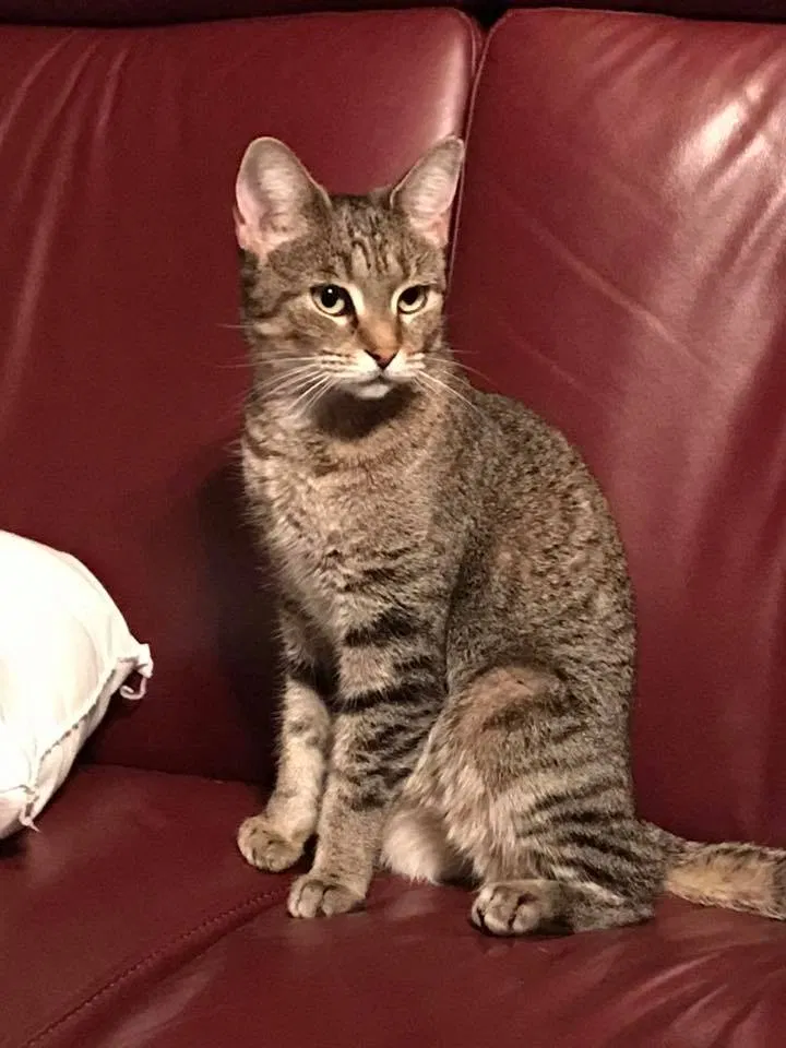 Lost cat in Winston Salem, NC, 27101