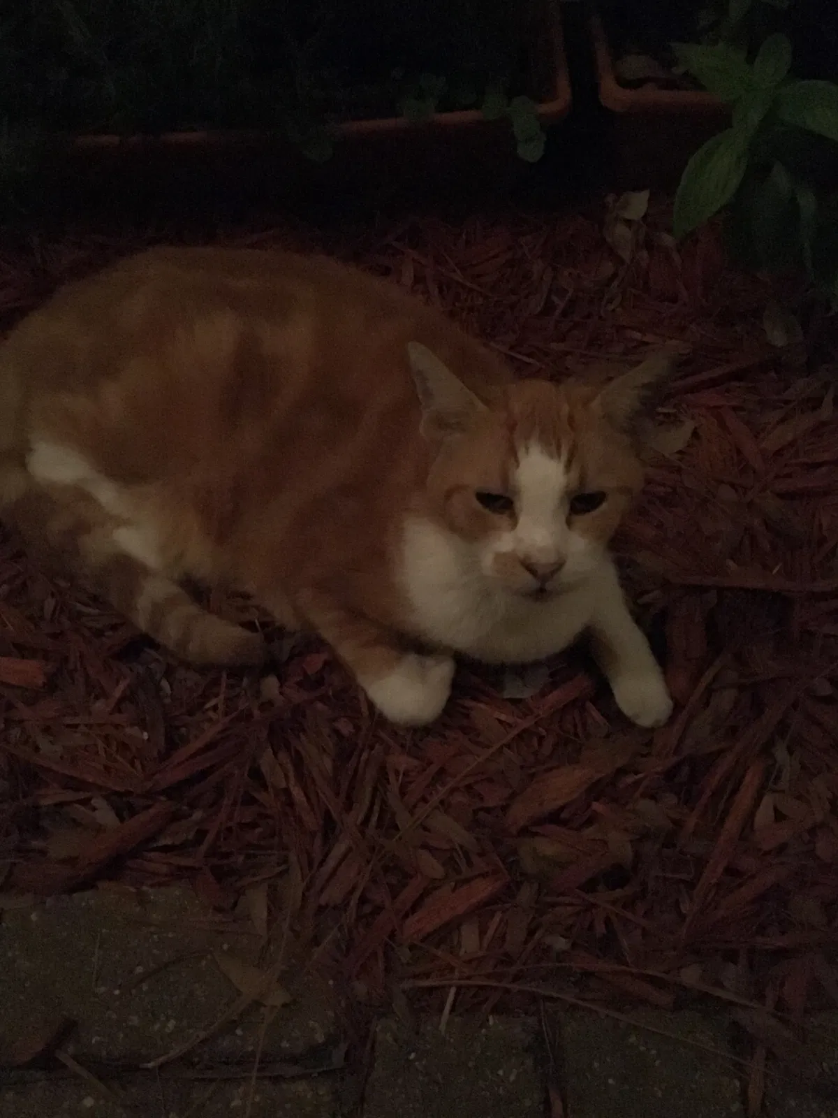 Lost cat in Tampa, FL, 33629