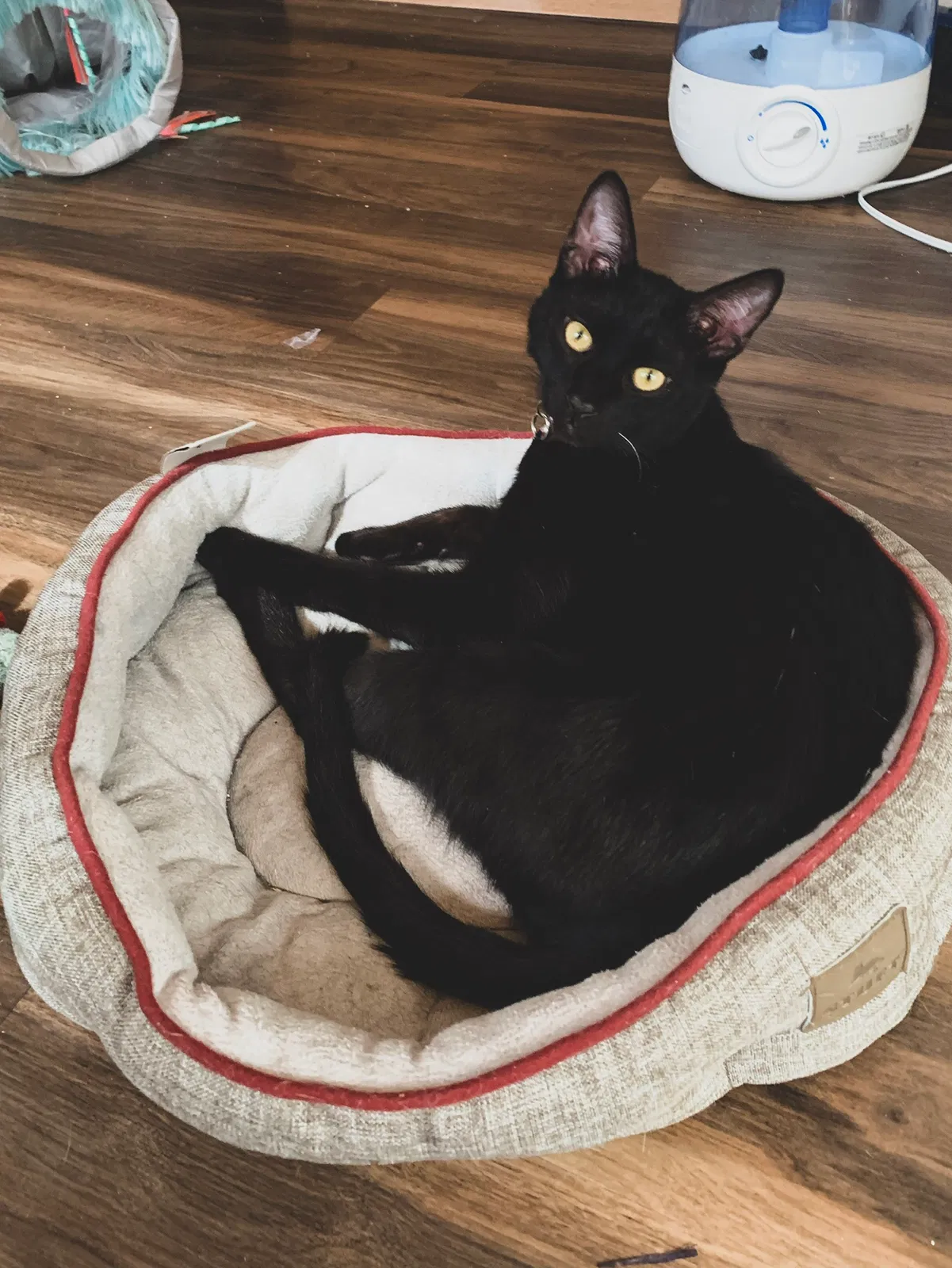 Lost cat in Queen Creek, AZ, 85142