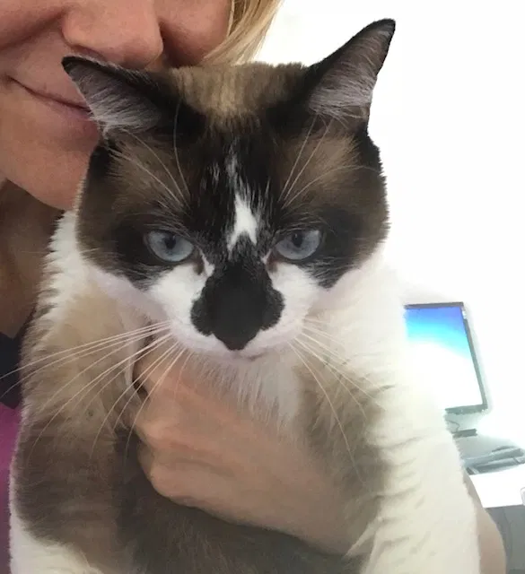 Lost cat in San Tan Valley, AZ, 85143