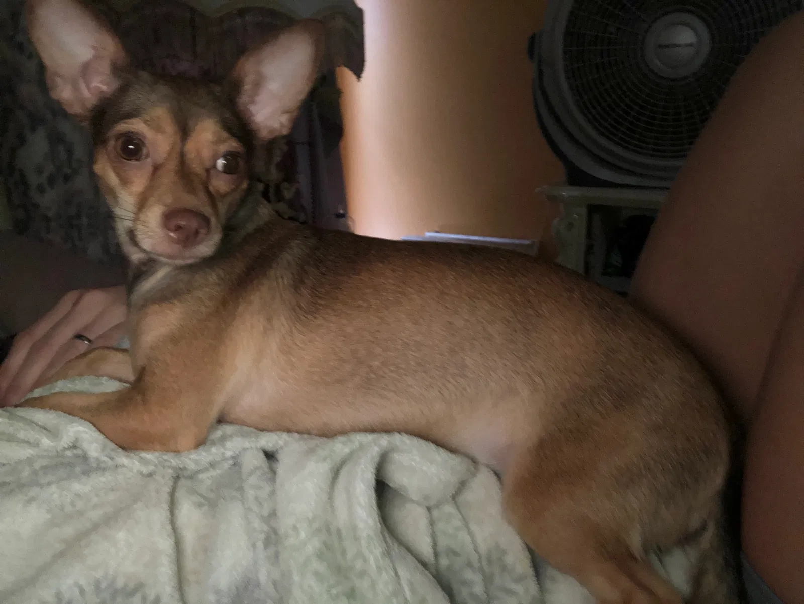 Lost dog in Orlando, FL, 32810