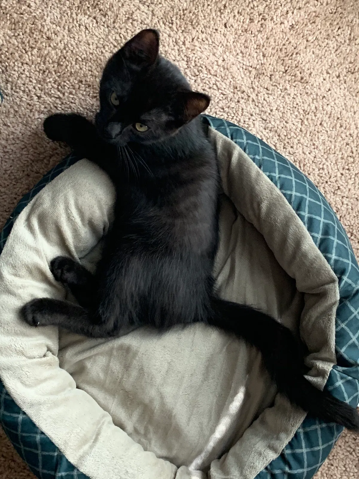 Lost cat in Decatur, TX, 76234