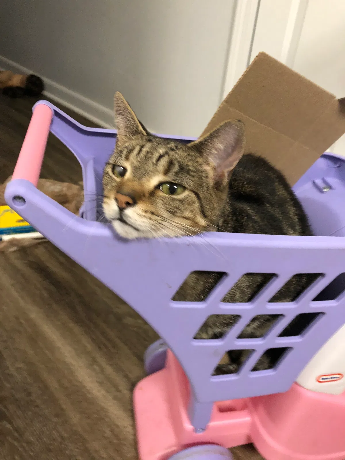 Lost cat in Columbus, OH, 43227