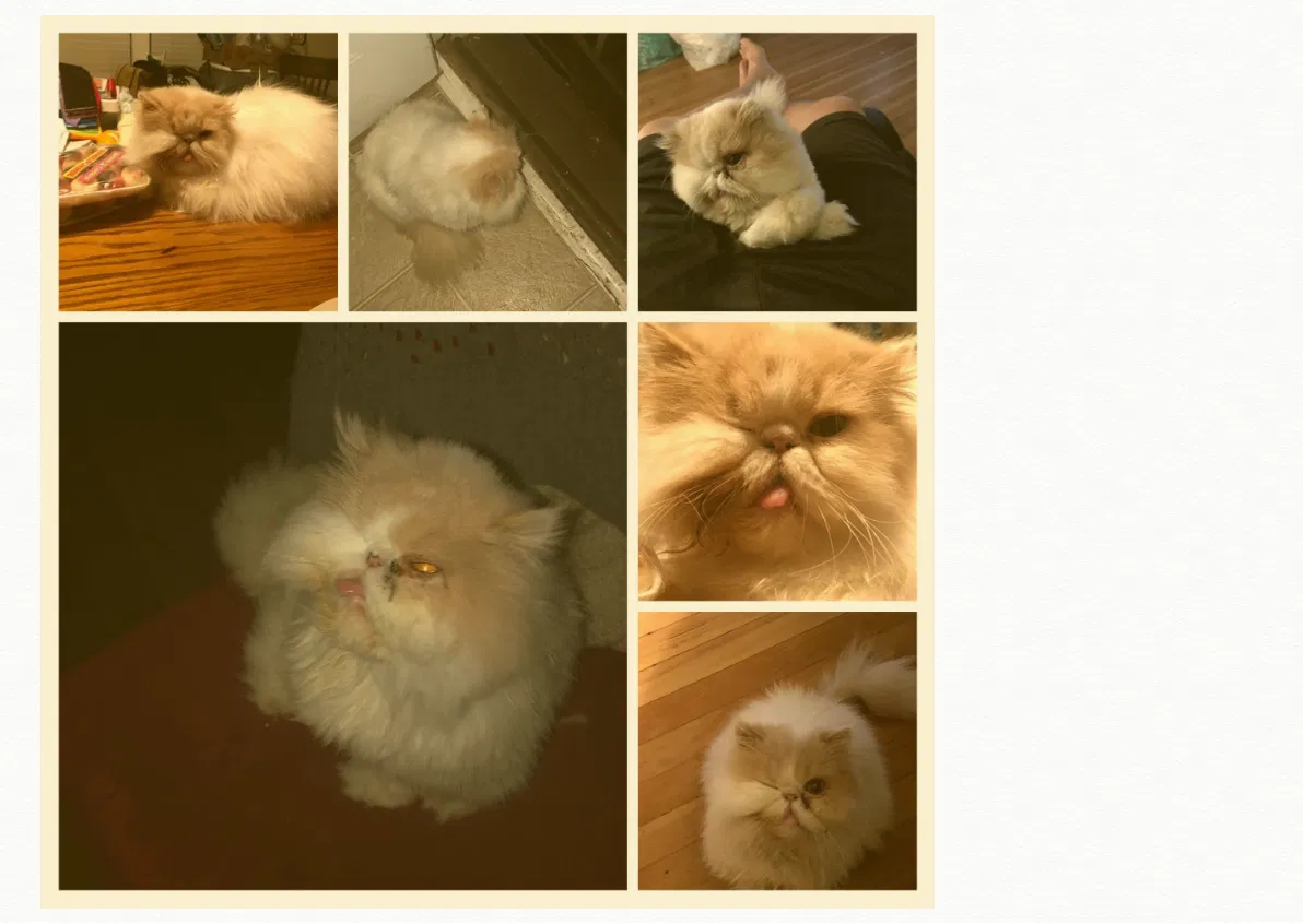 Lost cat in Auburn, WA, 98002