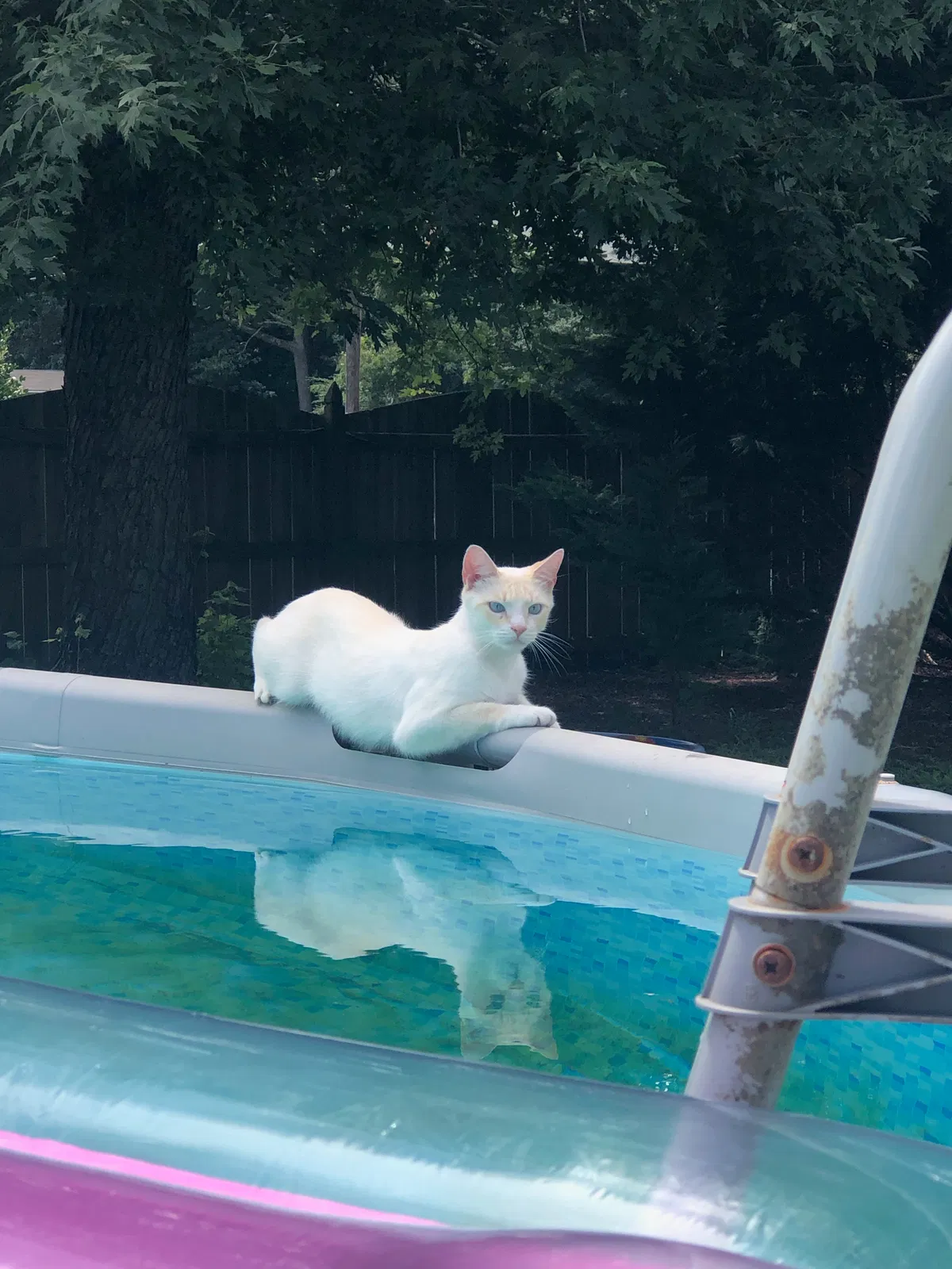 Lost cat in Hayes, VA, 23072