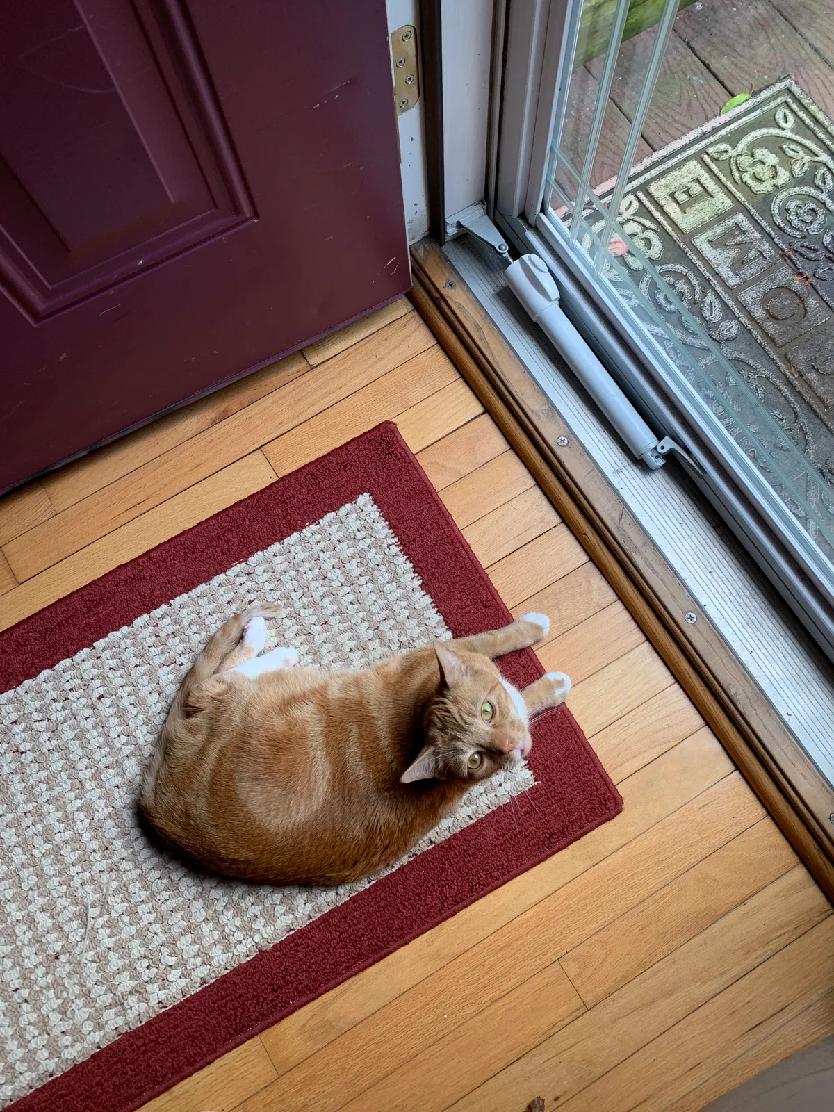 Lost cat in Westminster, MD, 21157