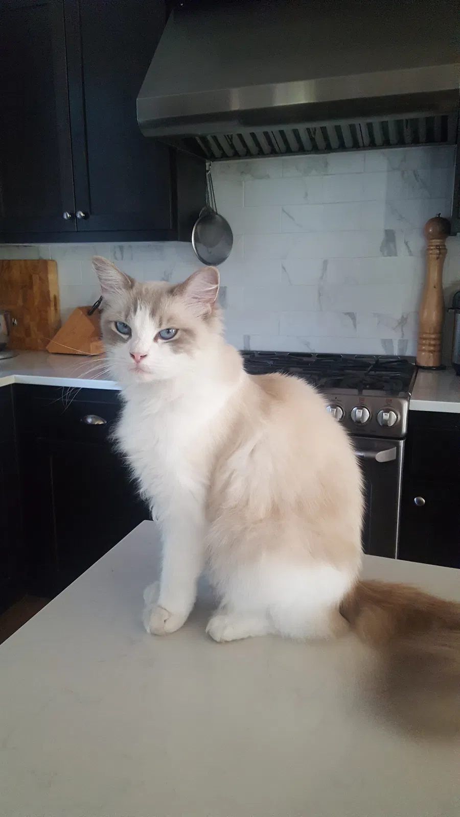 Lost cat in Portland, OR, 97203