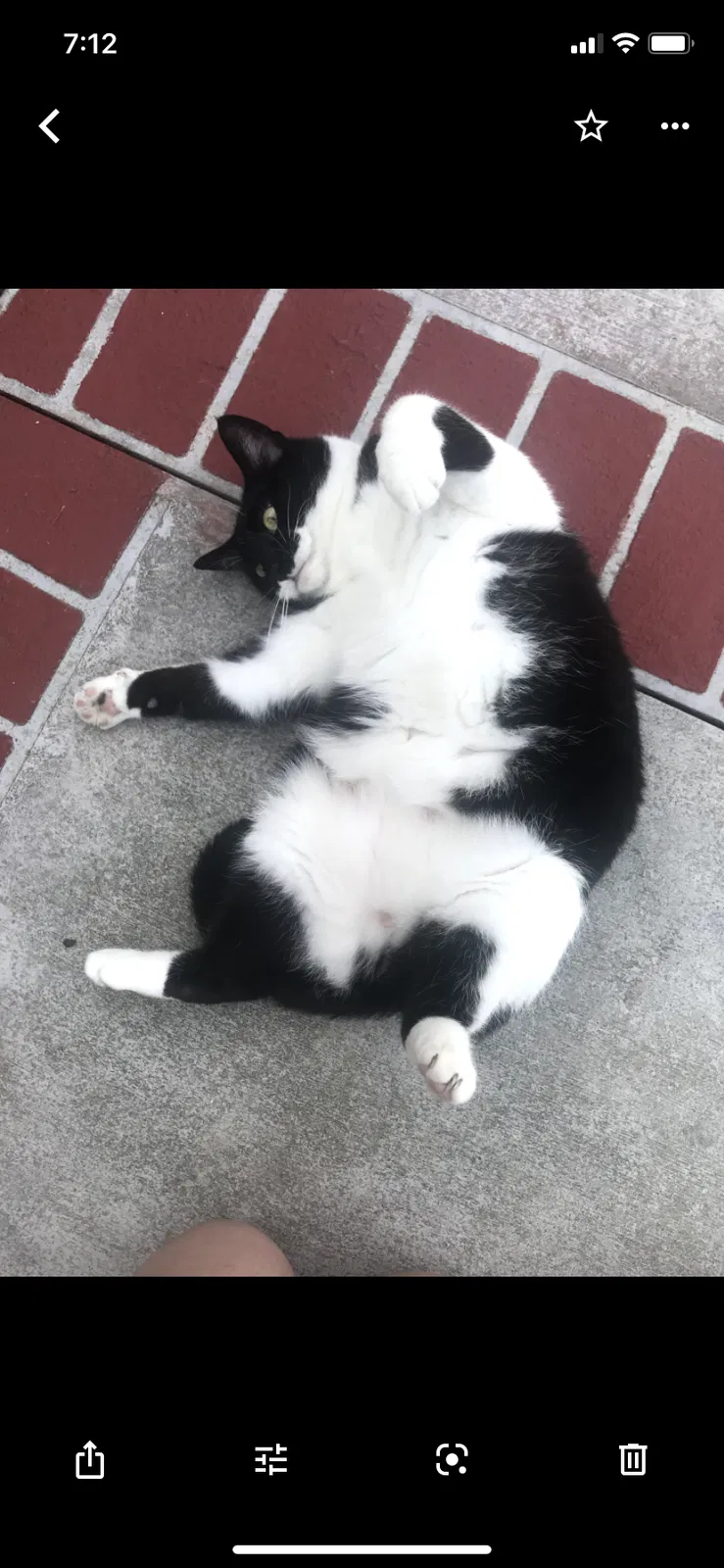 Lost cat in Enon, OH, 45323