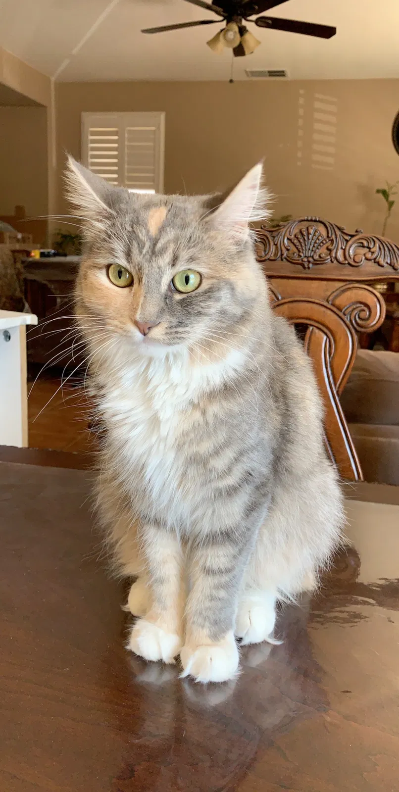 Lost cat in Lincoln, CA, 95648