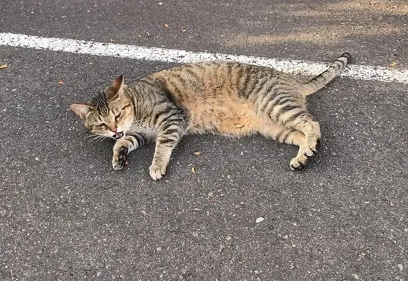 Lost cat in Vancouver, WA, 98684