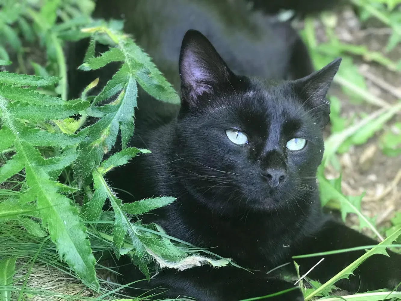 Lost cat in Aurora, CO, 80012