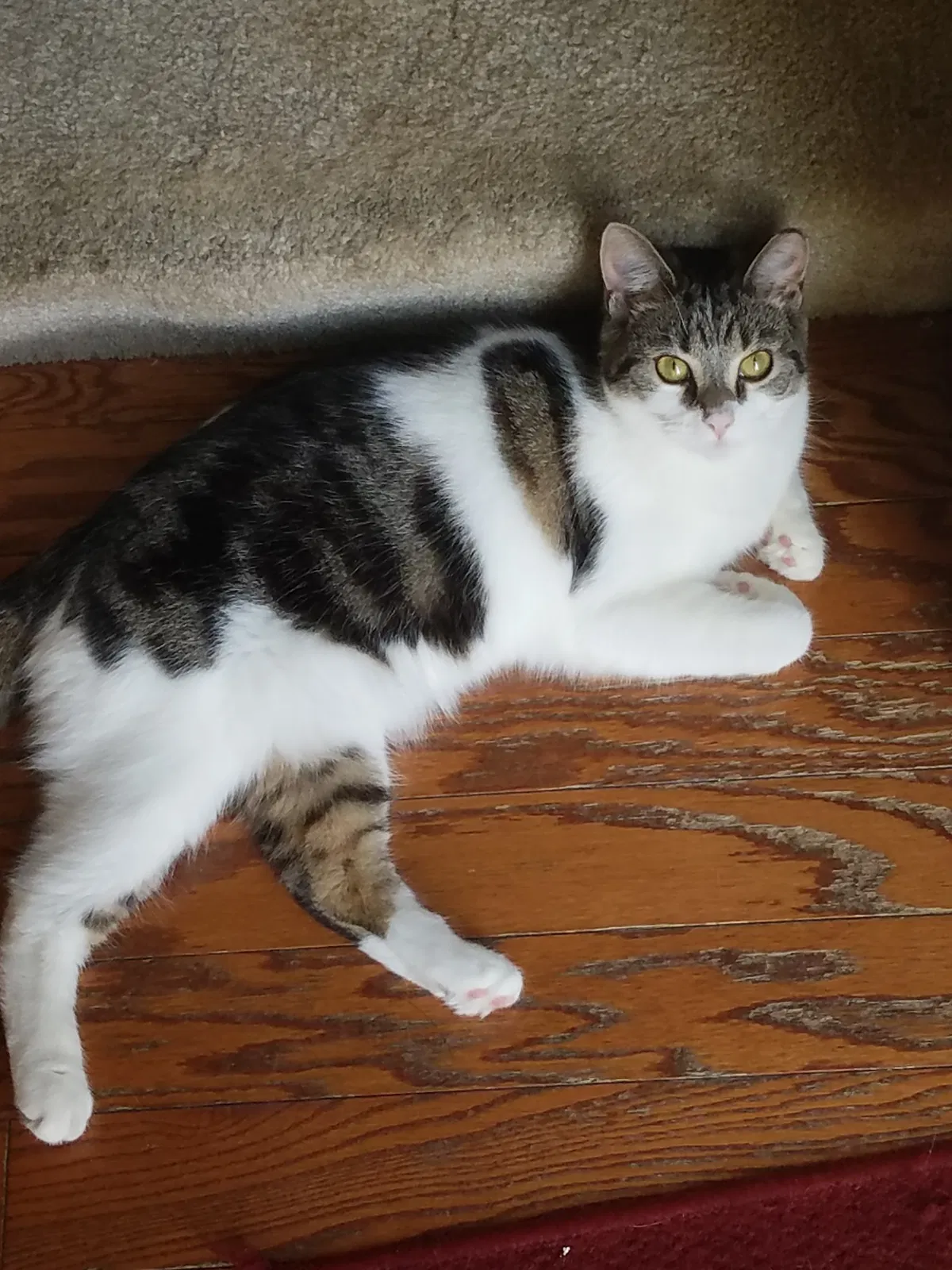Lost cat in Milford, OH, 45150