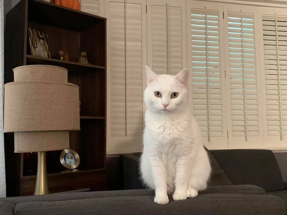 Lost cat in Temecula, CA, 92592