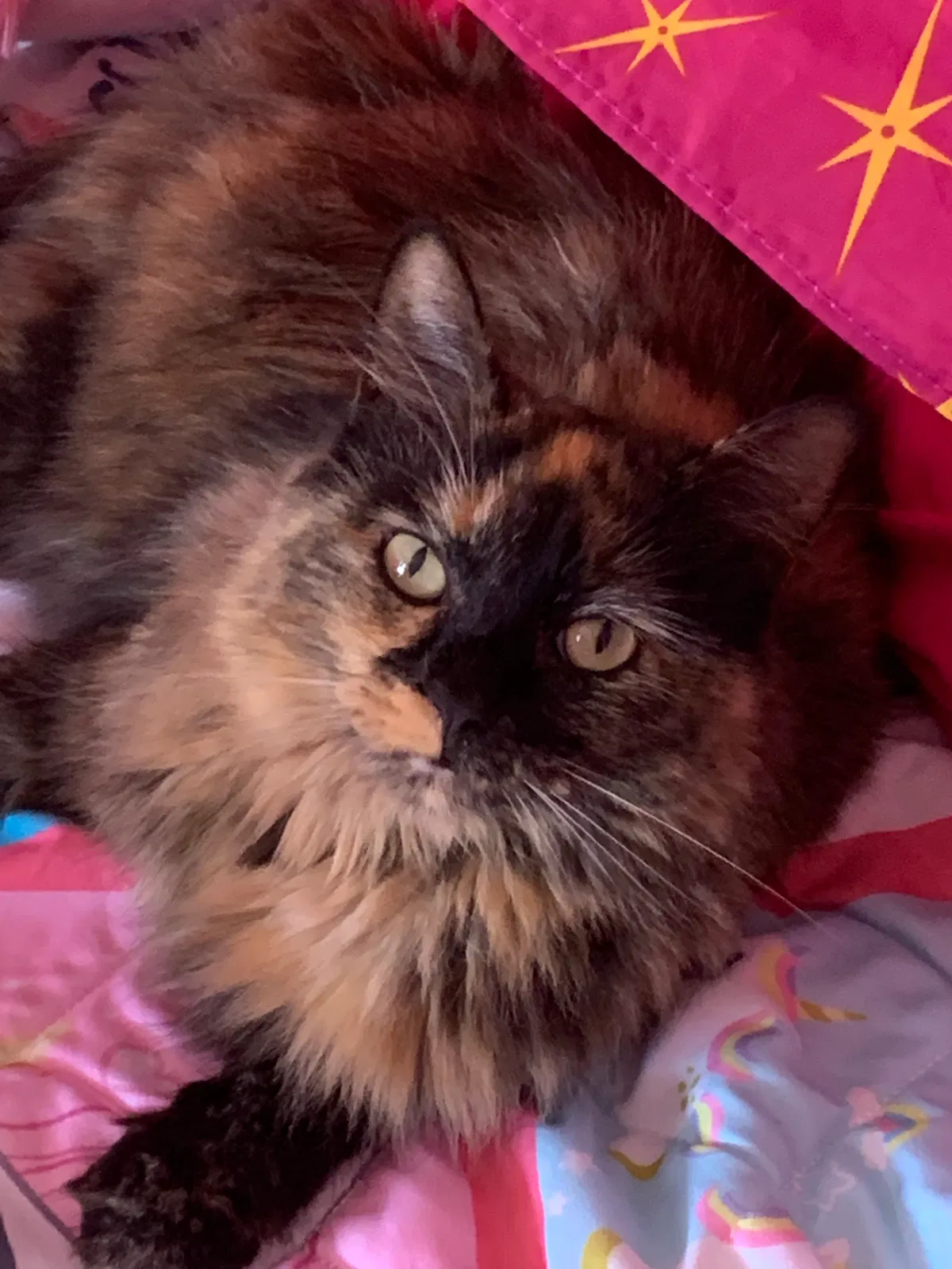 Lost cat in Independence, MO, 64056