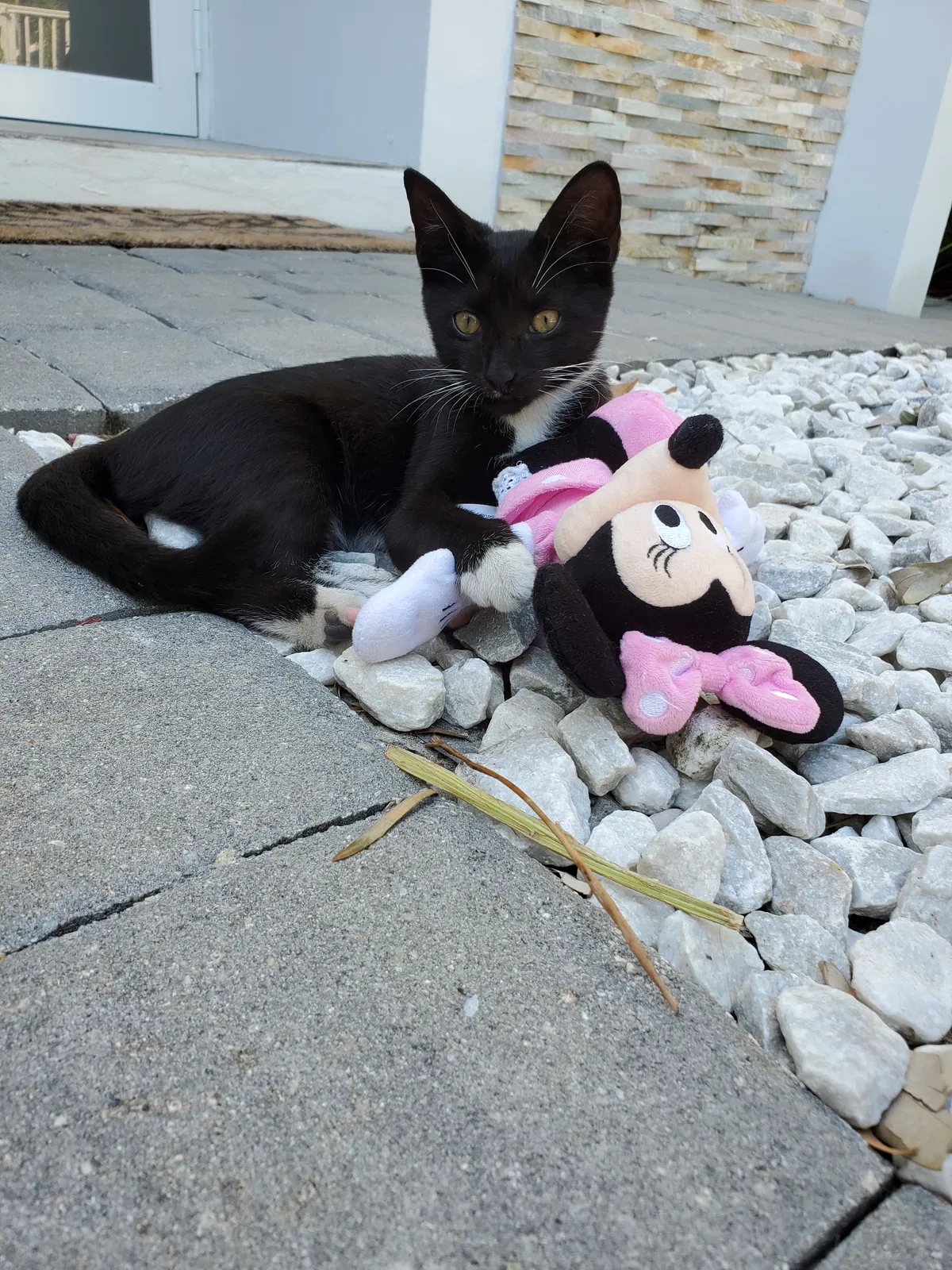 Lost cat in Fort Lauderdale, FL, 33304