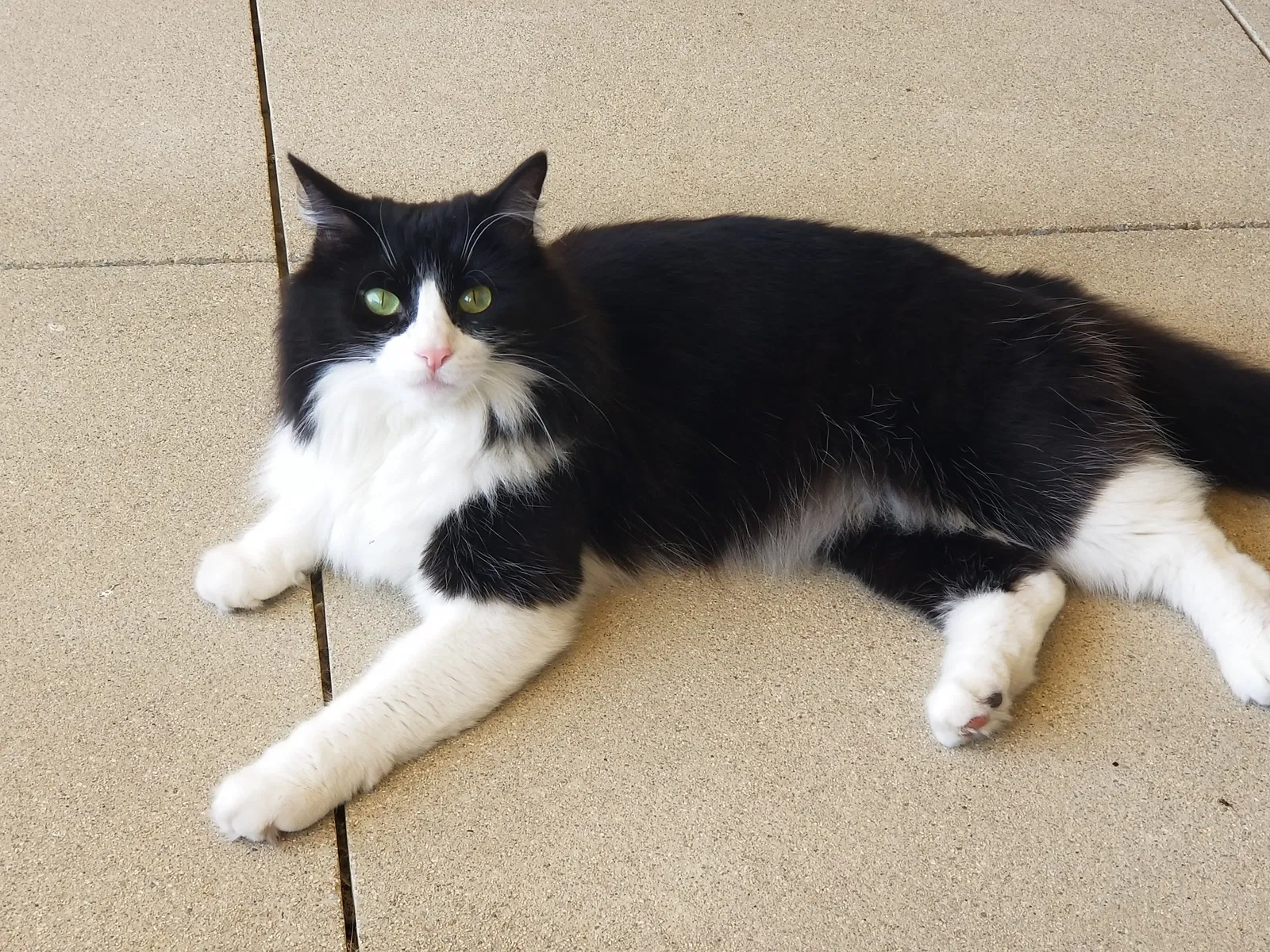 Lost cat in San Diego, CA, 92131