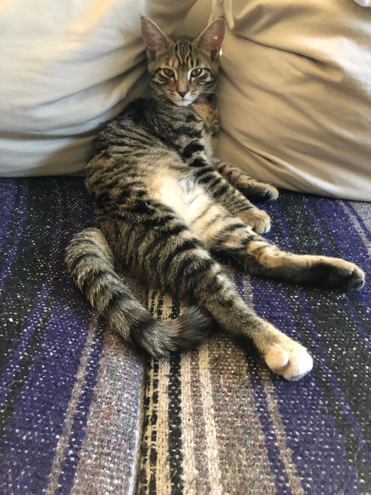 Lost cat in Unknown, OR, 97703