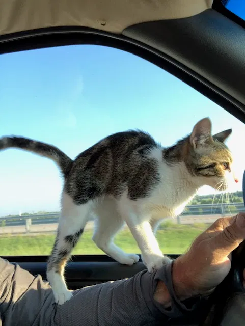 Lost cat in Madill, OK, 73446