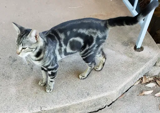 Lost cat in Fallbrook, CA, 92028