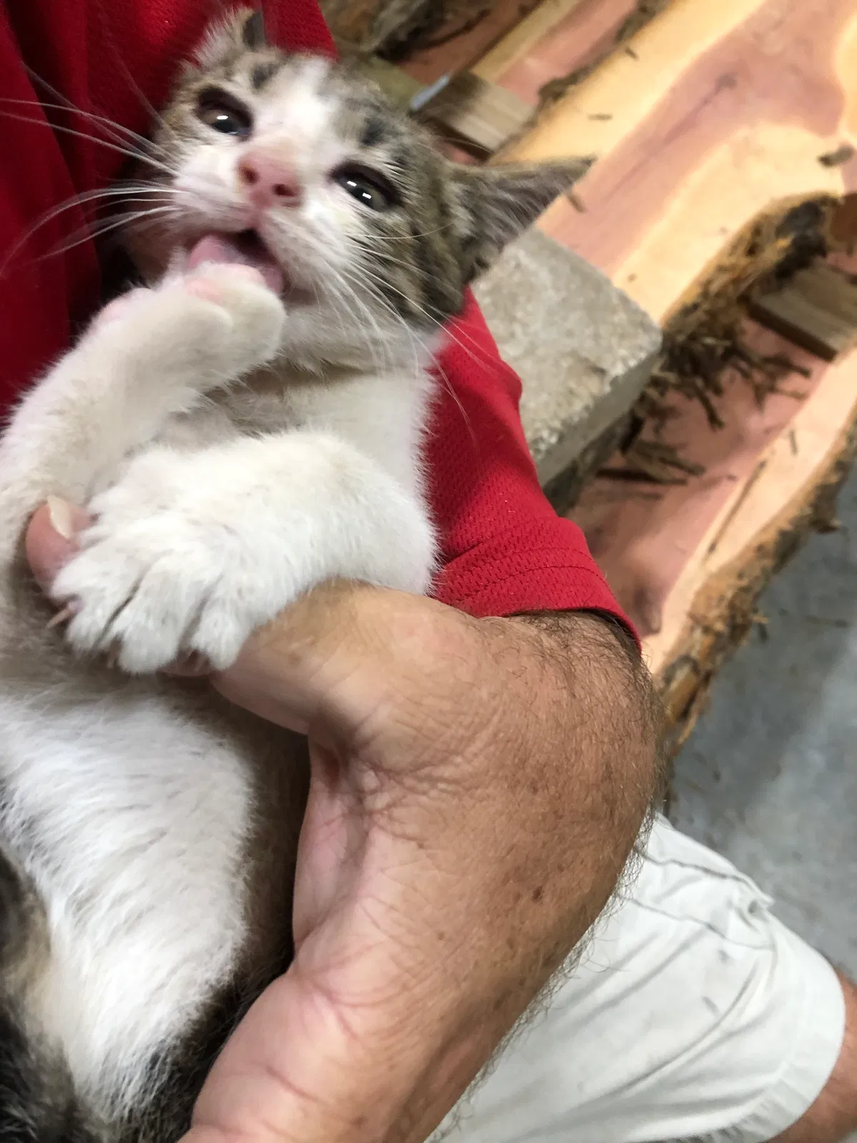 Lost cat in Madill, OK, 73446