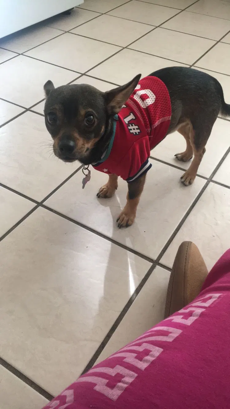 Lost dog in Whittier, CA, 90604