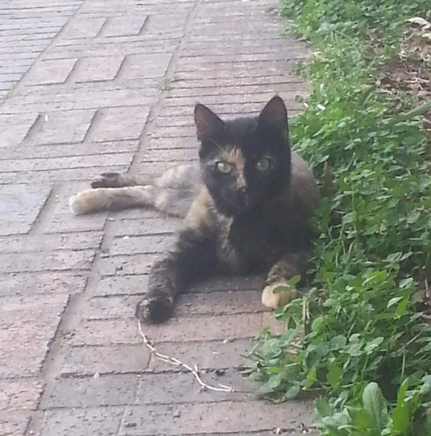 Lost cat in Scottdale, PA, 15683