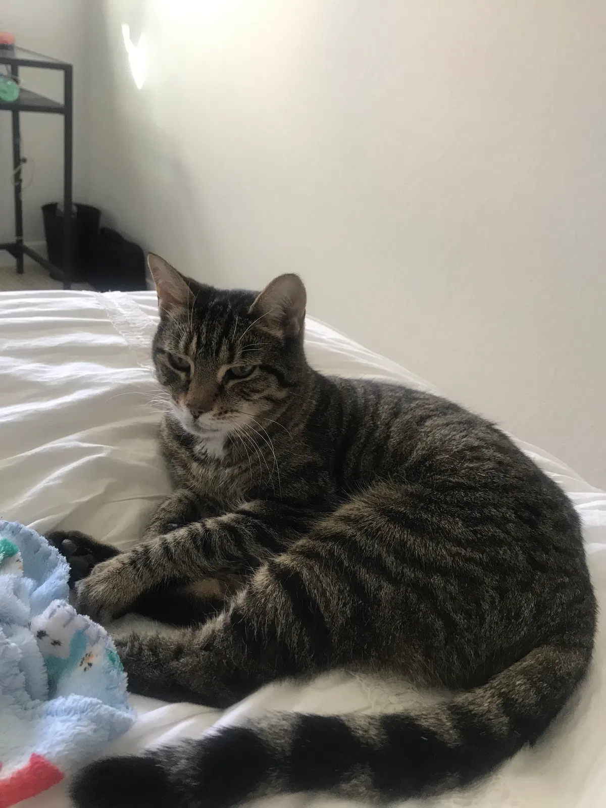 Lost cat in Austin, TX, 78734