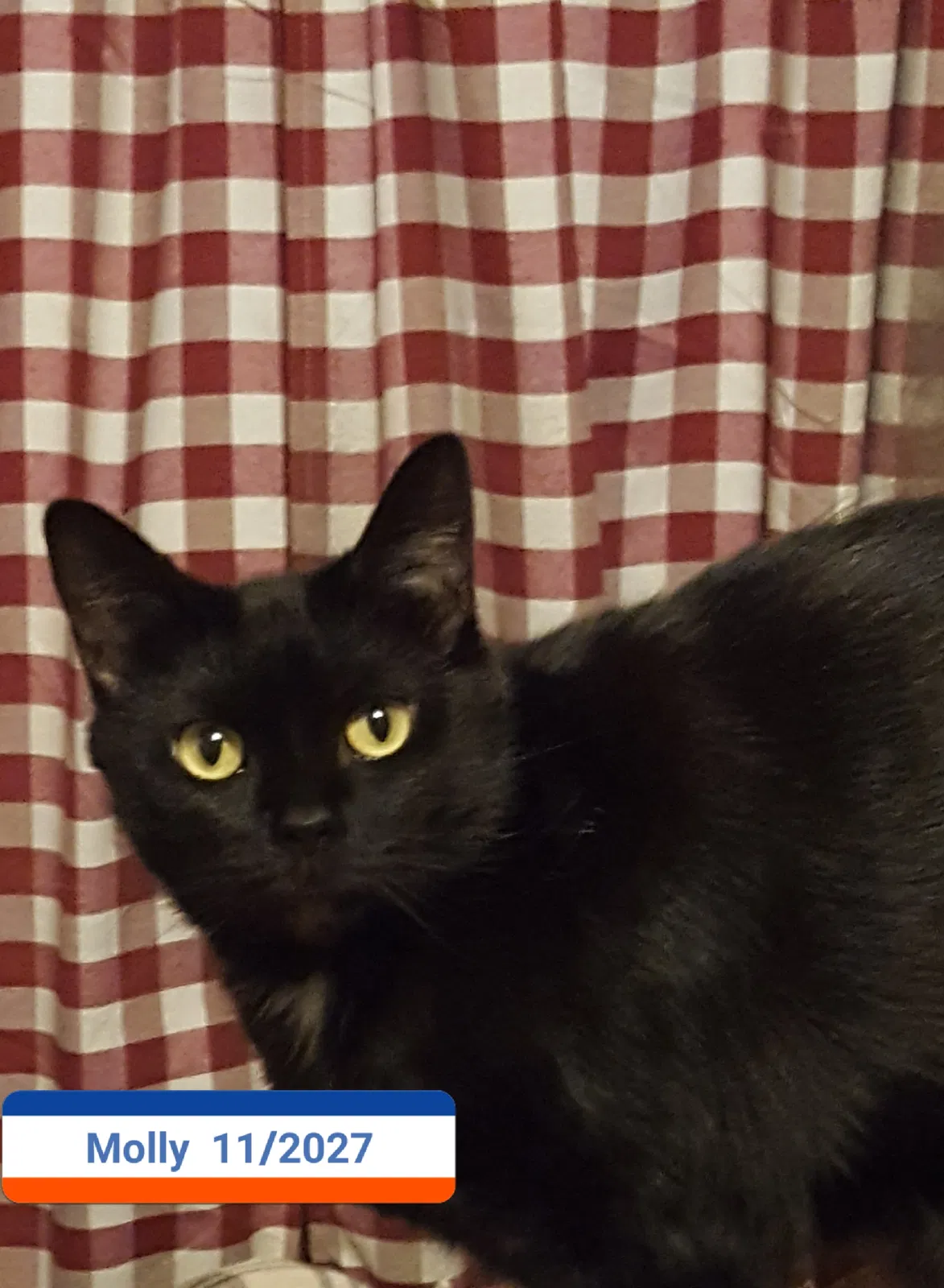 Lost cat in Loveland, OH, 45140